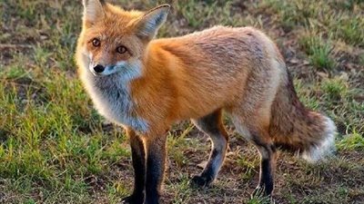 مفاجأة.. دراسة تكشف العلاقات المُشتركة بين البشر والثعالب