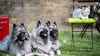 مفاجأة.. الكشف عن أجسام مضادة لـ 