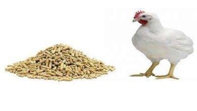 الردة تتراجع بقيمة 100 جنيه.. أسعار أعلاف الدواجن اليوم الخميس 3 نوفمبر