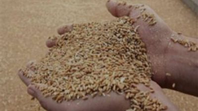 ضبط مالك مخزن بحوزته 5 طن أعلاف حيوانية بسوهاج