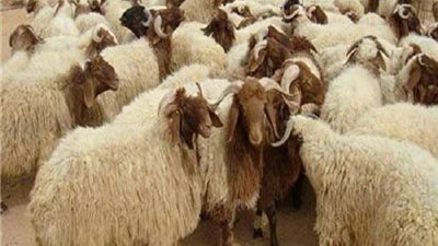 كيف تتأكد من سلامة خروف العيد قبل شراءه؟