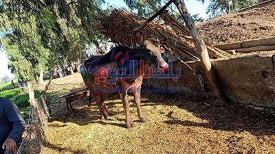 السيطرة على حريق نشب بمزرعة مواشي في الغربية