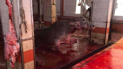 مجاز الغربية جاهزة لاستقبال عيد الأضحى 