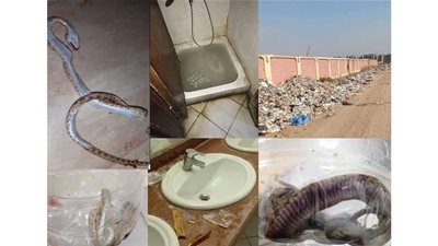 لا تقلقوا فهي غير سامة.. ثعابين وفئران وكلاب ضالة بمدرسة المتفوقين STEM  بـ6 أكتوبر