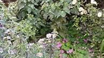 معهد البحوث ينظم تدريب لتناول الأمراض التي تصيب أشجار الموالح والجوافة