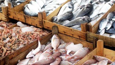 كيلو الثعابين بـ90 جنيه.. اعرف أسعار الأسماك اليوم الأحد 6 نوفمبر بالأسواق