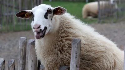 الشرطة النيجيرية تُلقي القبض على « نعجة».. السبب غريب