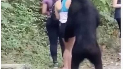 شاهد|| الدب الأسود يلتقط الصور مع الفتيات ويتحرش بهن