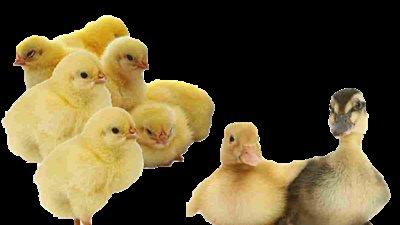 الكتكوت بكام.. اعرف أسعار الكتاكيت والبط اليوم الأحد 6 نوفمبر بالأسواق