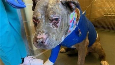 لن تصدق.. سيدة تشعل النيران في كلبها لتشاجره مع آخر