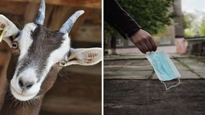 اعتقال ماعز لتجوله دون ارتداء قناع في الهند