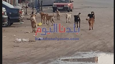انتشار الكلاب الضالة يهدد حياة المواطنين بالمحلة