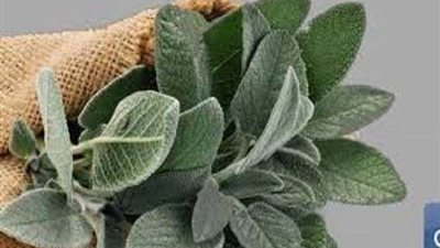 أبرزها تعالج عسر الهضم..تعرف على فوائد المريمية