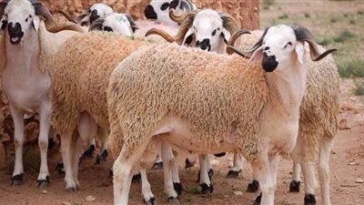 تعرف على وقت ذبح الأضحية في عيد الأضحي