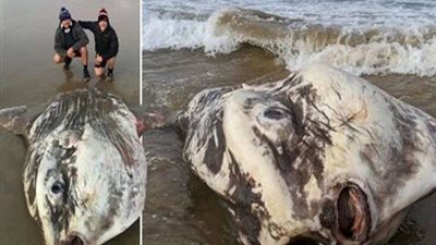 تفاصيل العثور على مخلوق ضخم يشبه الفضائيين