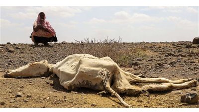 تقرير: 36 مليونا يعانون الجوع والعطش.. التغيرات المناخية تفني شرق إفريقيا