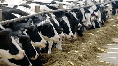 ما الدعاء الذي يقوله المُضحى عند ذبح أضحيته؟.. الأزهر يجيب