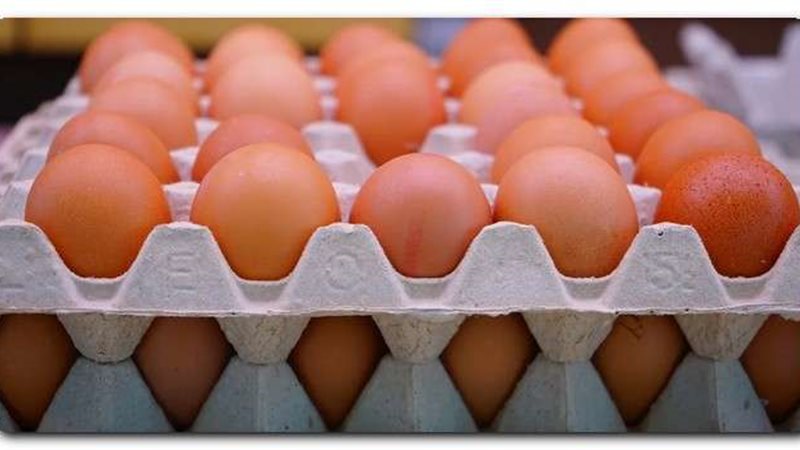 سعر كرتونة البيض