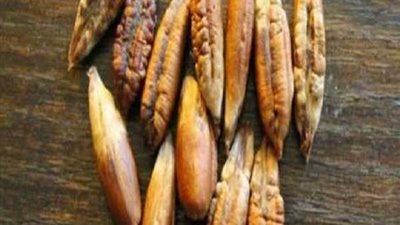 ضع نواة التمر في شوربة اللحمة.. وشاهد ماذا يحدث