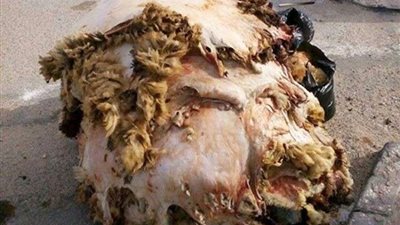 الأزهر للفتوى يوضح حكم بيع جلد الأضحية