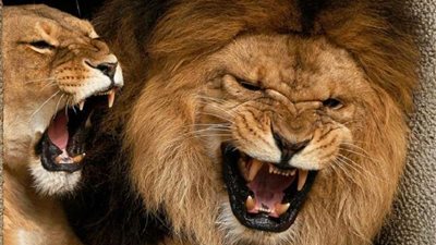 نهاية مأساوية.. أسد يمزق ذراع سائح في رحلة سفاري أفريقية