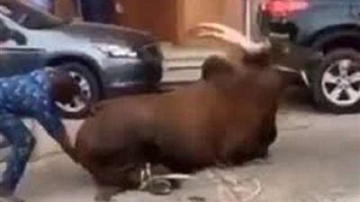 طرائف عيد الأضحى.. شاهد|| جاموسة تسحل رجلاً أثناء محاولة ذبحها