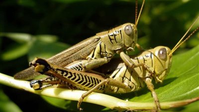 خبير مناخي يكشف عن سر هجمات الجراد على مصر في 2004 بسبب تغير المناخ.. فيديو