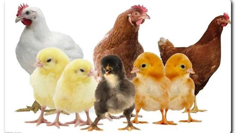 بورصة الدواجن اليوم