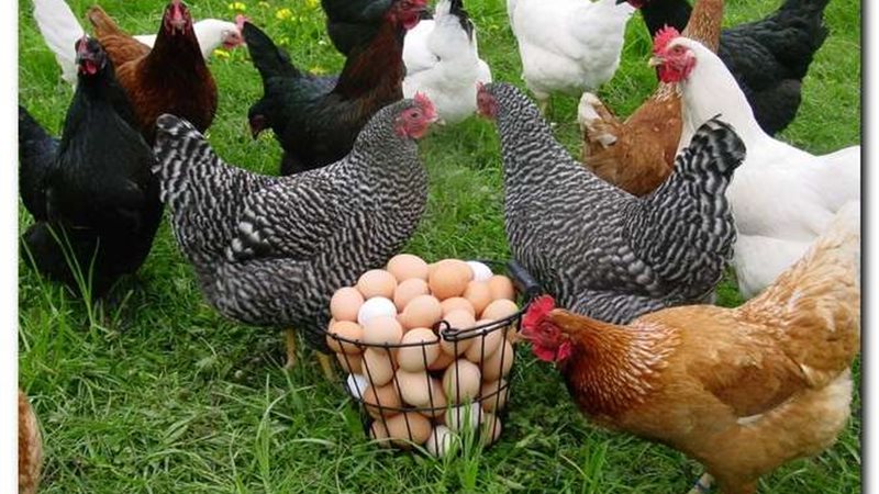 أسعار الدواجن اليوم