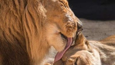 الحب الصادق..  وفاة أسد بعد رحيل زوجته بيوم واحد