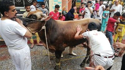 ما حكم توزيع الأضحية بعد إنتهاء العيد؟.. الإفتاء تجيب