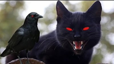 جن على هيئة قط أسود..  قصة عامر مع العالم السفلي