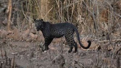 شاهد النمر الأسود يثير الجدل بين المواطنين بالهند