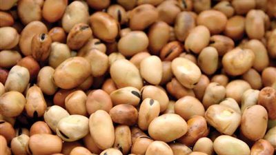 سعر الفول اليوم الجمعة 11 نوفمبر في السوق المحلي