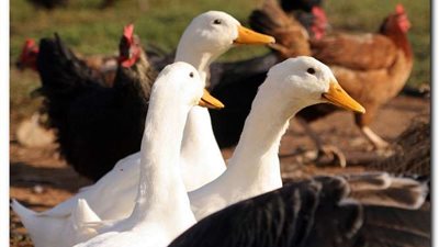 أسعار الدواجن اليوم الأحد 13 نوفمبر فى مصر