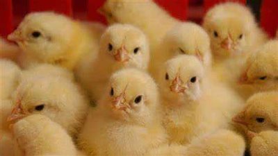 أسعار الكتاكيت اليوم الأحد 13-11-2022 في الأسواق