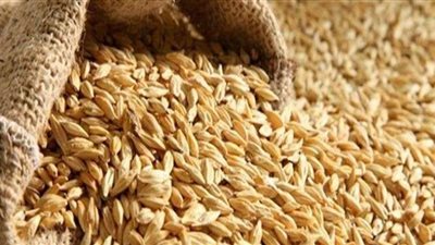 ضبط 234 ألف طن أرز شعير قبل بيعها بالسوق السوداء