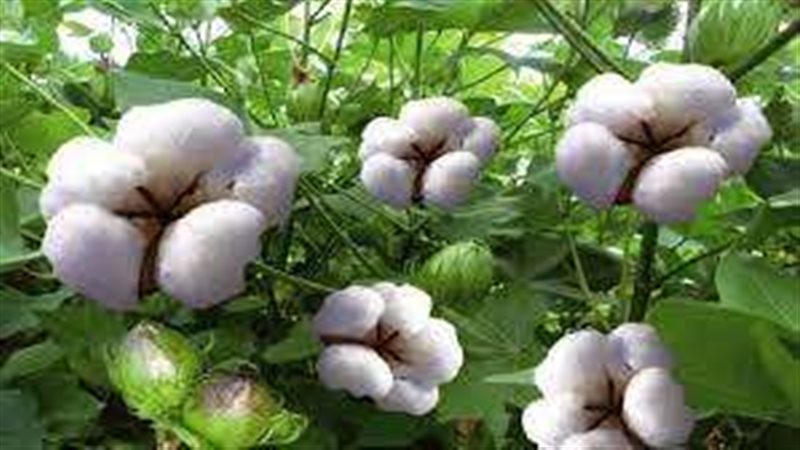 القطن