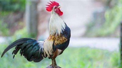 رصد مكافأة بقيمة 1,900 دولار مقابل العثور على «ديك مفقود» في ولاية أمريكية