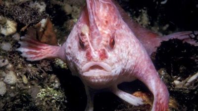 ظهور مرعب لـ سمكة شيطان البحر.. تفاصيل