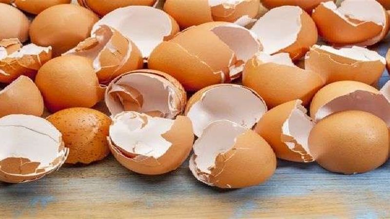 فوائد قشور البيض