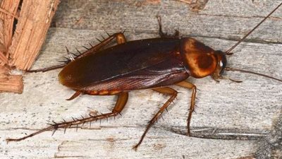 مواطن يعثر على صرصار داخل علبة فول اشتراها من أحد المولات الكُبرى