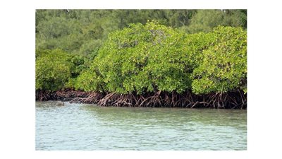 تنقي المياه من المعادن الثقيلة.. وزير الري يدعو لزراعة أشجار المانجروف بالمناطق الساحلية