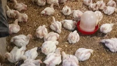 كرتونة البيض 69 جنيها.. أسعار الفراخ اليوم السبت في بورصة الدواجن