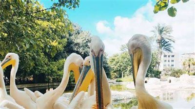 من 9 صباحاً.. مواعيد عمل حديقة الحيوان بالإسكندرية