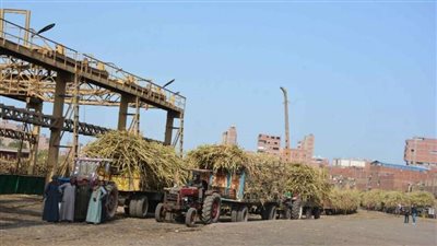 أهمها تدني أسعار توريد قصب السكر.. زراعة النواب تناقش 8 طلبات اليوم