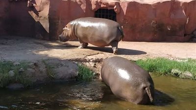 مواعيد عمل حديقة الحيوان بالإسكندرية.. وأسعار تذاكر الدخول