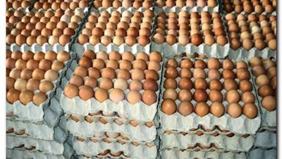 سعر كرتونة البيض اليوم الأربعاء 23 نوفمبر في السوق المحلي