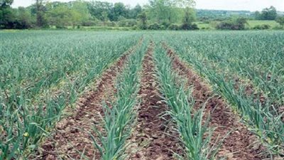 الحكومة توضح حقيقة عدم صلاحية محصول البصل نتيجة إصابته ببكتيريا ضارة