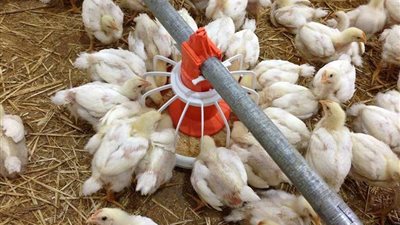 قائمة أسعار بورصة الدواجن اليوم الخميس 24-11-2022